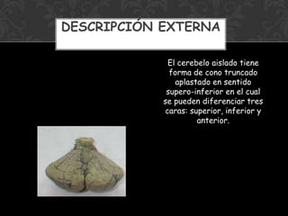 .
El cerebelo aislado tiene
forma de cono truncado
aplastado en sentido
supero-inferior en el cual
se pueden diferenciar tres
caras: superior, inferior y
anterior.
DESCRIPCIÓN EXTERNA
 
