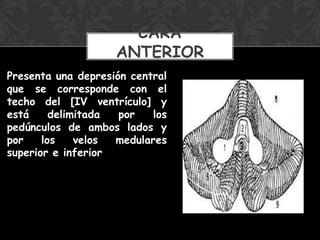 Presenta una depresión central
que se corresponde con el
techo del [IV ventrículo] y
está delimitada por los
pedúnculos de ambos lados y
por los velos medulares
superior e inferior
CARA
ANTERIOR
 