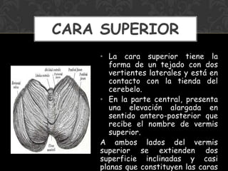 • La cara superior tiene la
forma de un tejado con dos
vertientes laterales y está en
contacto con la tienda del
cerebelo.
• En la parte central, presenta
una elevación alargada en
sentido antero-posterior que
recibe el nombre de vermis
superior.
A ambos lados del vermis
superior se extienden dos
superficie inclinadas y casi
planas que constituyen las caras
CARA SUPERIOR
 