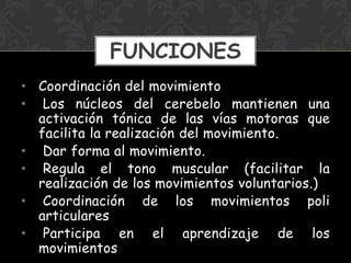 • Coordinación del movimiento
• Los núcleos del cerebelo mantienen una
activación tónica de las vías motoras que
facilita la realización del movimiento.
• Dar forma al movimiento.
• Regula el tono muscular (facilitar la
realización de los movimientos voluntarios.)
• Coordinación de los movimientos poli
articulares
• Participa en el aprendizaje de los
movimientos
FUNCIONES
 