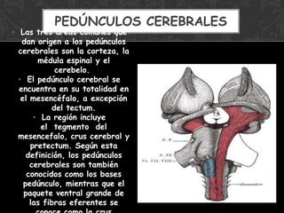 • Las tres áreas comunes que
dan origen a los pedúnculos
cerebrales son la corteza, la
médula espinal y el
cerebelo.
• El pedúnculo cerebral se
encuentra en su totalidad en
el mesencéfalo, a excepción
del tectum.
• La región incluye
el tegmento del
mesencefalo, crus cerebral y
pretectum. Según esta
definición, los pedúnculos
cerebrales son también
conocidos como los bases
pedúnculo, mientras que el
paquete ventral grande de
las fibras eferentes se
PEDÚNCULOS CEREBRALES
 