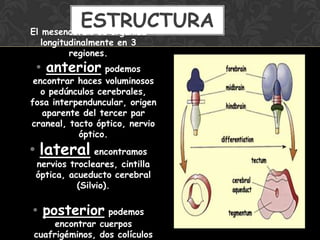 El mesencéfalo se organiza
longitudinalmente en 3
regiones.
• anterior podemos
encontrar haces voluminosos
o pedúnculos cerebrales,
fosa interpenduncular, origen
aparente del tercer par
craneal, tacto óptico, nervio
óptico.
• lateral encontramos
nervios trocleares, cintilla
óptica, acueducto cerebral
(Silvio).
• posterior podemos
encontrar cuerpos
cuafrigéminos, dos colículos
ESTRUCTURA
 