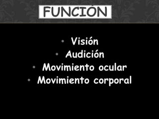 • Visión
• Audición
• Movimiento ocular
• Movimiento corporal
FUNCIÓN
 