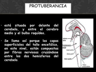 • está situada por delante del
cerebelo, y entre el cerebro
medio y el bulbo raquídeo.
• Se llama así porque las capas
superficiales del tallo encefálico,
en este nivel, están compuestas
por fibras nerviosas cruzándose
entre los dos hemisferios del
cerebelo.
PROTUBERANCIA
 