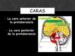 • La cara anterior de
la protuberancia
• La cara posterior
de la protuberancia
CARAS
 