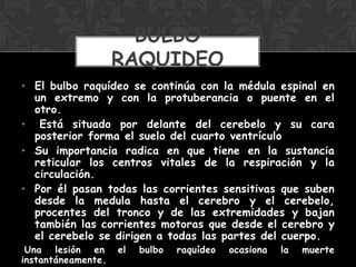 • El bulbo raquídeo se continúa con la médula espinal en
un extremo y con la protuberancia o puente en el
otro.
• Está situado por delante del cerebelo y su cara
posterior forma el suelo del cuarto ventrículo
• Su importancia radica en que tiene en la sustancia
reticular los centros vitales de la respiración y la
circulación.
• Por él pasan todas las corrientes sensitivas que suben
desde la medula hasta el cerebro y el cerebelo,
procentes del tronco y de las extremidades y bajan
también las corrientes motoras que desde el cerebro y
el cerebelo se dirigen a todas las partes del cuerpo.
Una lesión en el bulbo raquídeo ocasiona la muerte
instantáneamente.
BULBO
RAQUIDEO
 