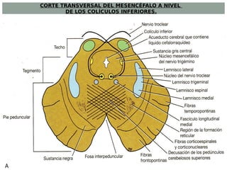 mesencefalo-neuroanatom-a-cl-nica-del-dr-richard-snell-pdf
