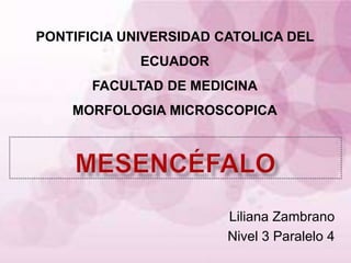 PONTIFICIA UNIVERSIDAD CATOLICA DEL
             ECUADOR
       FACULTAD DE MEDICINA
    MORFOLOGIA MICROSCOPICA




                        Liliana Zambrano
                        Nivel 3 Paralelo 4
 
