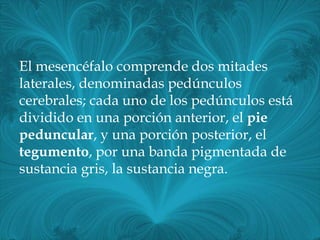 El mesencéfalo comprende dos mitades
laterales, denominadas pedúnculos
cerebrales; cada uno de los pedúnculos está
dividido en una porción anterior, el pie
peduncular, y una porción posterior, el
tegumento, por una banda pigmentada de
sustancia gris, la sustancia negra.
 
