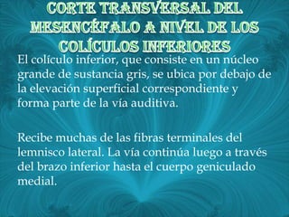 El colículo inferior, que consiste en un núcleo
grande de sustancia gris, se ubica por debajo de
la elevación superficial correspondiente y
forma parte de la vía auditiva.

Recibe muchas de las fibras terminales del
lemnisco lateral. La vía continúa luego a través
del brazo inferior hasta el cuerpo geniculado
medial.
 