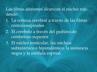 Las fibras aferentes alcanzan el núcleo rojo
desde:
1. La corteza cerebral a través de las fibras
   cortoicoespinales
2. El cerebelo a través del pedúnculo
   cerebeloso superior
3. El núcleo lenticular, los núcleos
   subtalámico e hipotalámico, la sustancia
   negra y la médula espinal.
 
