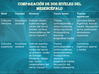 Nivel        Cavidad    Núcleos              Tracto motor          Tractos
                                                                   sensitivos
Colículos    Acueducto Colículo inferior ,   Tractos               Lemnisco lateral,
inferiores   cerebral  sustancia negra,      corticoespinales y    trigeminal, espinal,
                       núcleo del nervio     corticonucleares,     medial, decusación
                       troclear, núcleos     temporopontinos,      de los pedúnculos
                       mesencefálicos del    frontopontinos,       cerebelosos
                       nervio craneal V      fascículo             superiores
                                             longitudinal medial

Colículos    Acueducto Colículo superior,    Tractos              Lemniscos
superiores   cerebral  sustancia negra,      corticoespinales y trigeminal, espinal
                       núcleo del nervio     corticonucleares,    y medial
                       oculomotor, núcleo    temporopontinos,
                       de Edinger-           frontopontinos,
                       Westphal, núcleo      fascículo
                       rojo, núcleo          longitudinal medial,
                       mesencefálico del     decusación del
                       nervio craneal V      tracto rubroespinal
 