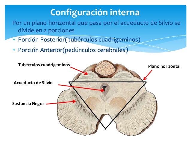 Mesencfalo