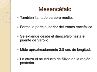 Mesencéfalo