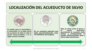 MESENCÉFALO - ROMBENCÉFALO.pdf