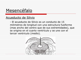 Mesencéfalo Acueducto de Silvio - El acueducto de Silvio es un conducto de 15 milimetros de longitud con una estructura fusiforme (mas ancho del centro que de sus extremidades), que se origina en el cuarto ventrículo y se une con el tercer ventriculo (medio).  