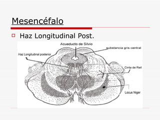 Mesencéfalo Haz Longitudinal Post.  