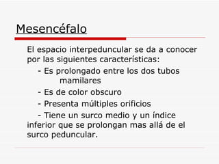 Mesencéfalo El espacio interpeduncular se da a conocer por las siguientes características:  - Es prolongado entre los dos tubos  mamilares - Es de color obscuro  - Presenta múltiples orificios  - Tiene un surco medio y un índice  inferior que se prolongan mas allá de el  surco peduncular. 