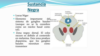 Sustancia
Negra
 Locus Niger
 Elemento importante del
sistema de ganglios basales
(aunque no se la considere
como un núcleo basal como
tal).
 Zona negra: dorsal. El color
oscuro es debido al contenido
en melanina. Esta zona produce
dopamina, que los ganglios
basales necesitan como
transmisor
 