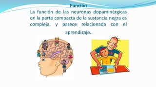 Función
La función de las neuronas dopaminérgicas
en la parte compacta de la sustancia negra es
compleja, y parece relacionada con el
aprendizaje.
 