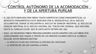 CONTROL AUTÓNOMO DE LA ACOMODACIÓN
Y DE LA APERTURA PUPILAR
• EL OJO ESTÁ INERVADO POR FIBRAS TANTO SIMPÁTICAS COMO PARASIMPÁTICAS. LA
RESPUESTA PARASIMPÁTICA ESTA INERVADA POR EL MESENCÉFALO, EN EL NÚCLEO
OCULOMOTOR, DONDE SE ENCUENTRA EL NÚCLEO DE EDINGER-WESTPHAL. EL NÚCLEO DE
EDINGER-WESTPHAL ES EL NÚCLEO VISCERAL DEL TERCER PAR CRANEAL, QUE DISCURRE
HASTA EL GANGLIO CILIAR, QUE SE HAYA JUSTO DETRÁS DEL OJO.
• AQUÍ, LAS NEURONAS FIBRAS PREGANGLIONARES HACEN SINAPSIS CON LAS FIBRAS POS-
GANGLIONARES QUE VIAJAN A TRAVÉS DE LOS NERVIOS CILIARES HASTA EL GLÓBULO
OCULAR; ESTOS NERVIOS EXCITAN:
• EL MÚSCULO CILIAR QUE CONTROLA EL ENFOQUE DEL CRISTALINO
• EL ESFÍNTER DEL IRIS QUE CONTRAE LA PUPILA
 