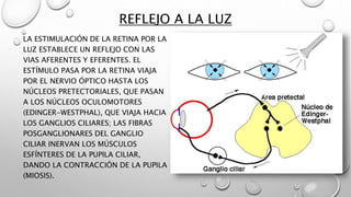 REFLEJO A LA LUZ
LA ESTIMULACIÓN DE LA RETINA POR LA
LUZ ESTABLECE UN REFLEJO CON LAS
VIAS AFERENTES Y EFERENTES. EL
ESTÍMULO PASA POR LA RETINA VIAJA
POR EL NERVIO ÓPTICO HASTA LOS
NÚCLEOS PRETECTORIALES, QUE PASAN
A LOS NÚCLEOS OCULOMOTORES
(EDINGER-WESTPHAL), QUE VIAJA HACIA
LOS GANGLIOS CILIARES; LAS FIBRAS
POSGANGLIONARES DEL GANGLIO
CILIAR INERVAN LOS MÚSCULOS
ESFÍNTERES DE LA PUPILA CILIAR,
DANDO LA CONTRACCIÓN DE LA PUPILA
(MIOSIS).
 