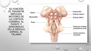 SU FUNCIÓN
ES TRASMITIR
IMPULSOS
MOTORES DE
LA CORTEZA
CEREBRAL AL
PUENTE Y
SENSORIALES
DE LA MÉDULA
ESPINAL AL
TÁLAMO
 
