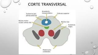 CORTE TRANSVERSAL
 