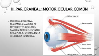III PAR CRANEAL: MOTOR OCULAR COMÚN
• EN FORMA COLECTIVA
REALIZAN LA MAYORÍA DE
MOVIMIENTOS OCULARES;
TAMBIÉN INERVA EL ESFÍNTER
DE LA PUPILA. SE UBICA EN LA
HENDIDURA ESFENOIDAL
 