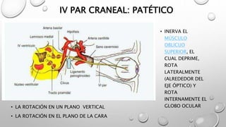IV PAR CRANEAL: PATÉTICO
• INERVA EL
MÚSCULO
OBLICUO
SUPERIOR, EL
CUAL DEPRIME,
ROTA
LATERALMENTE
(ALREDEDOR DEL
EJE ÓPTICO) Y
ROTA
INTERNAMENTE EL
GLOBO OCULAR• LA ROTACIÓN EN UN PLANO VERTICAL
• LA ROTACIÓN EN EL PLANO DE LA CARA
 