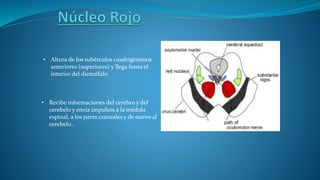 • Altura de los tubérculos cuadrigéminos
anteriores (superiores) y llega hasta el
interior del diencéfalo
• Recibe informaciones del cerebro y del
cerebelo y envía impulsos a la médula
espinal, a los pares craneales y de nuevo al
cerebelo..
 