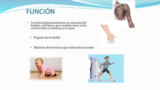 FUNCIÓN
 Controla fundamentalmente los músculos del
hombro y del brazo, pero también tiene cierto
control sobre el antebrazo y la mano
• El gateo de los bebés
• Balanceo de los brazos que realizamos al andar
 