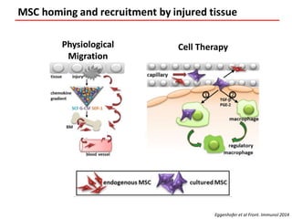 Mesenchymal Stem Stromal Cells Seretome For Regenerative Medicine And ...
