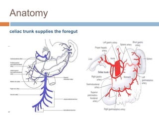 Anatomy
celiac trunk supplies the foregut
 