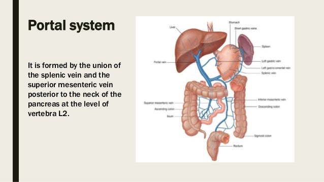 Mesenteric Ischemia Mesenteric Ischemia
