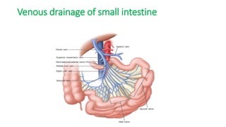 Venous drainage of small intestine
 