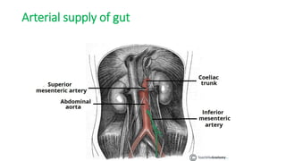 Arterial supply of gut
 