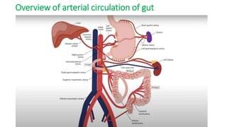 Overview of arterial circulation of gut
 
