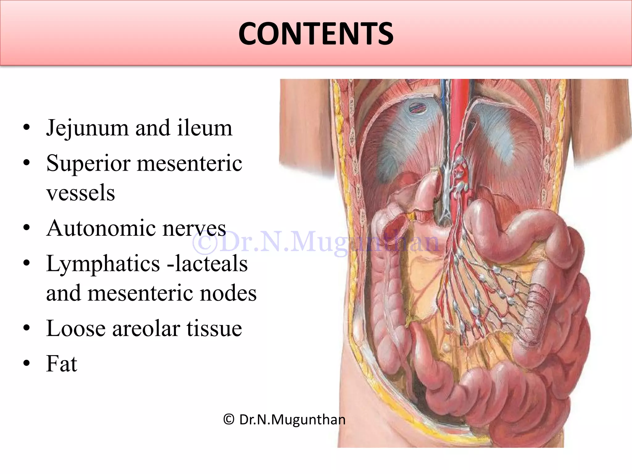 CONTENTS
• Jejunum and ileum
• Superior mesenteric
vessels
• Autonomic nerves
• Lymphatics -lacteals
and mesenteric nodes
• Loose areolar tissue
• Fat
© Dr.N.Mugunthan
©Dr.N.Mugunthan
 