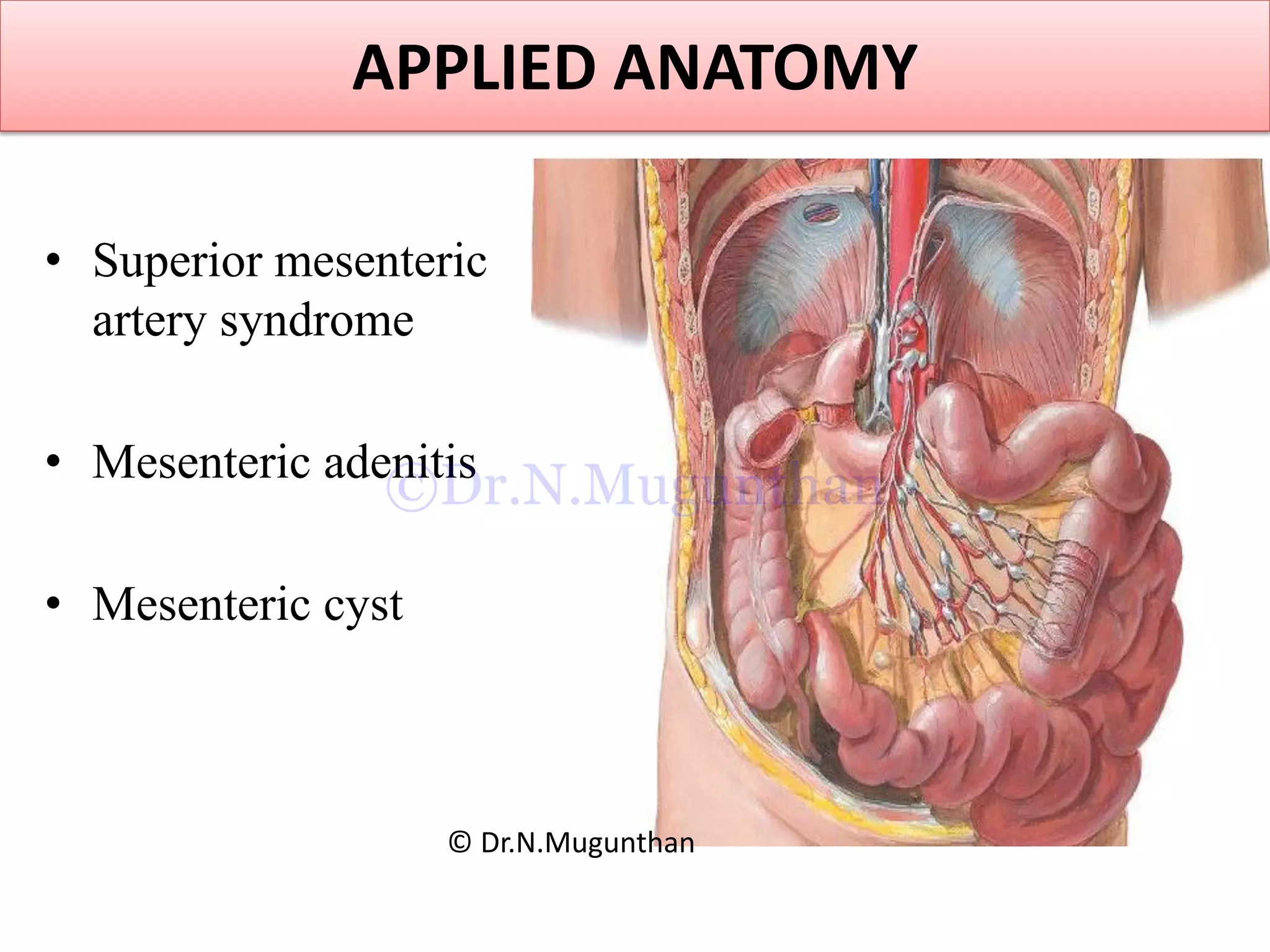 APPLIED ANATOMY
• Superior mesenteric
artery syndrome
• Mesenteric adenitis
• Mesenteric cyst
© Dr.N.Mugunthan
©Dr.N.Mugunthan
 