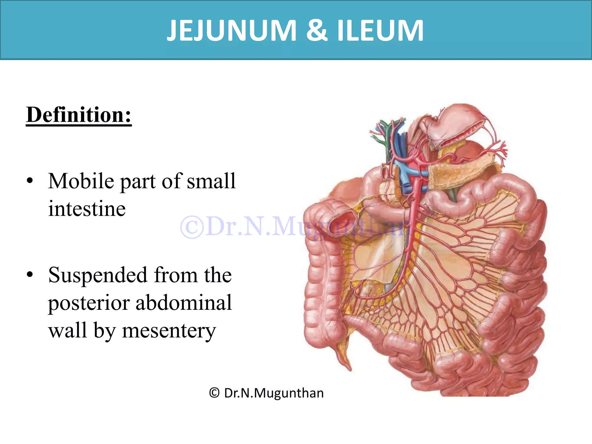 JEJUNUM & ILEUM
Definition:
• Mobile part of small
intestine
• Suspended from the
posterior abdominal
wall by mesentery
© Dr.N.Mugunthan
©Dr.N.Mugunthan
 