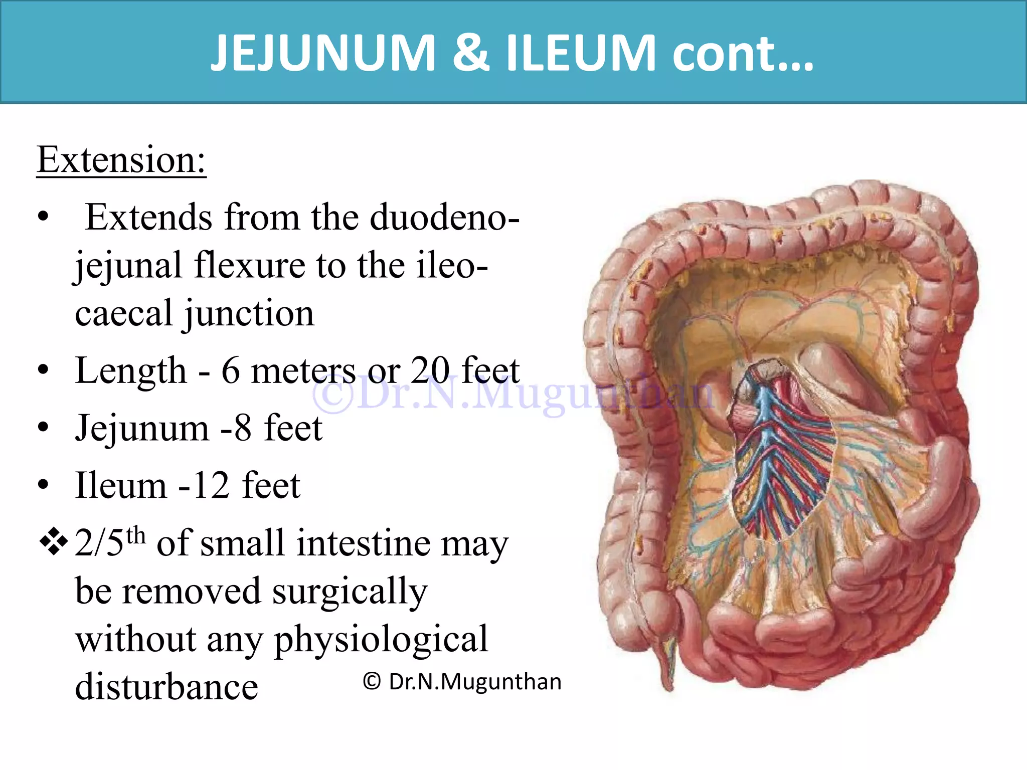 Extension:
• Extends from the duodeno-
jejunal flexure to the ileo-
caecal junction
• Length - 6 meters or 20 feet
• Jejunum -8 feet
• Ileum -12 feet
2/5th of small intestine may
be removed surgically
without any physiological
disturbance
JEJUNUM & ILEUM cont…
© Dr.N.Mugunthan
©Dr.N.Mugunthan
 