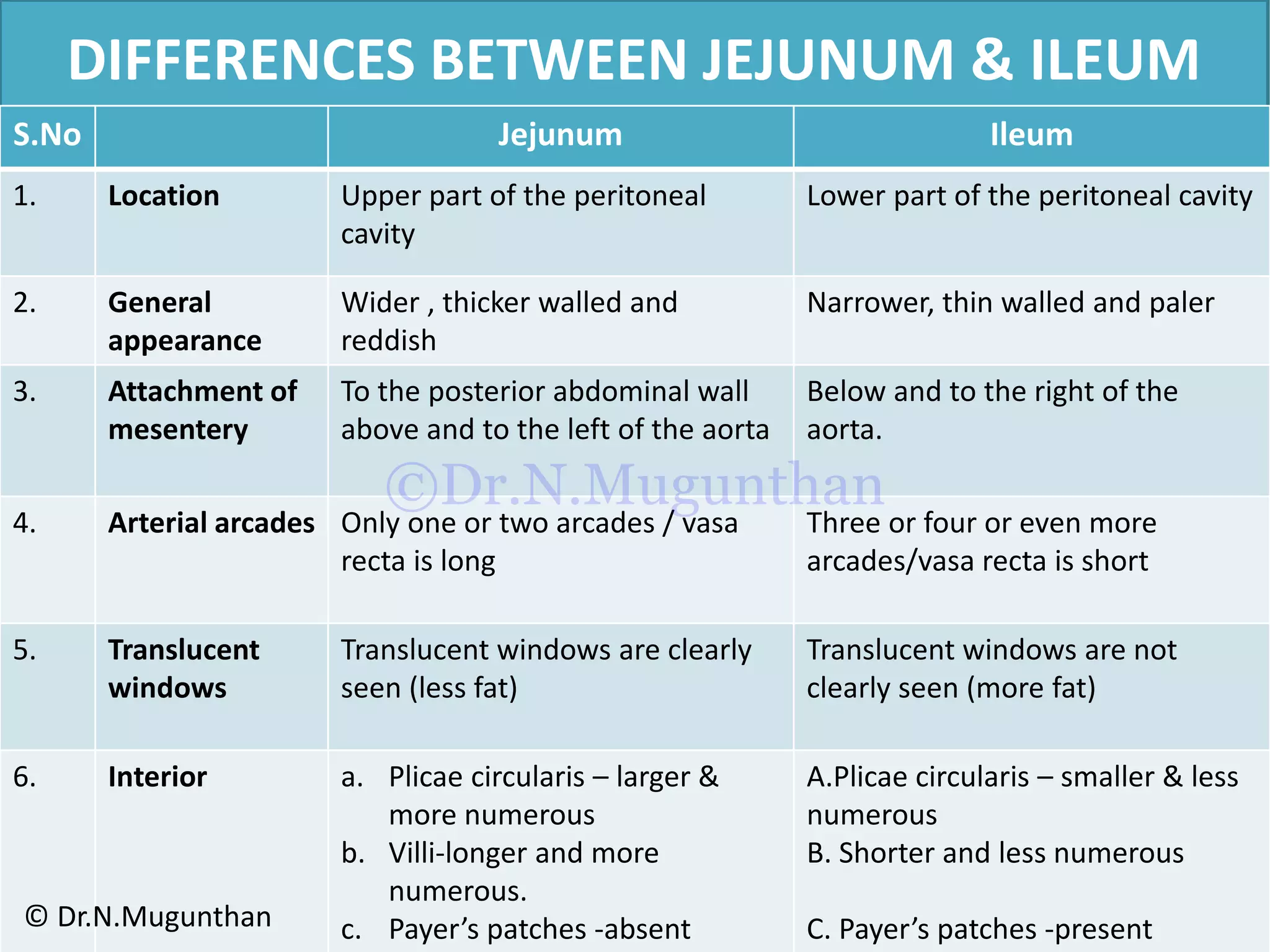 DIFFERENCES BETWEEN JEJUNUM & ILEUM
S.No Jejunum Ileum
1. Location Upper part of the peritoneal
cavity
Lower part of the peritoneal cavity
2. General
appearance
Wider , thicker walled and
reddish
Narrower, thin walled and paler
3. Attachment of
mesentery
To the posterior abdominal wall
above and to the left of the aorta
Below and to the right of the
aorta.
4. Arterial arcades Only one or two arcades / vasa
recta is long
Three or four or even more
arcades/vasa recta is short
5. Translucent
windows
Translucent windows are clearly
seen (less fat)
Translucent windows are not
clearly seen (more fat)
6. Interior a. Plicae circularis – larger &
more numerous
b. Villi-longer and more
numerous.
c. Payer’s patches -absent
A.Plicae circularis – smaller & less
numerous
B. Shorter and less numerous
C. Payer’s patches -present© Dr.N.Mugunthan
©Dr.N.Mugunthan
 