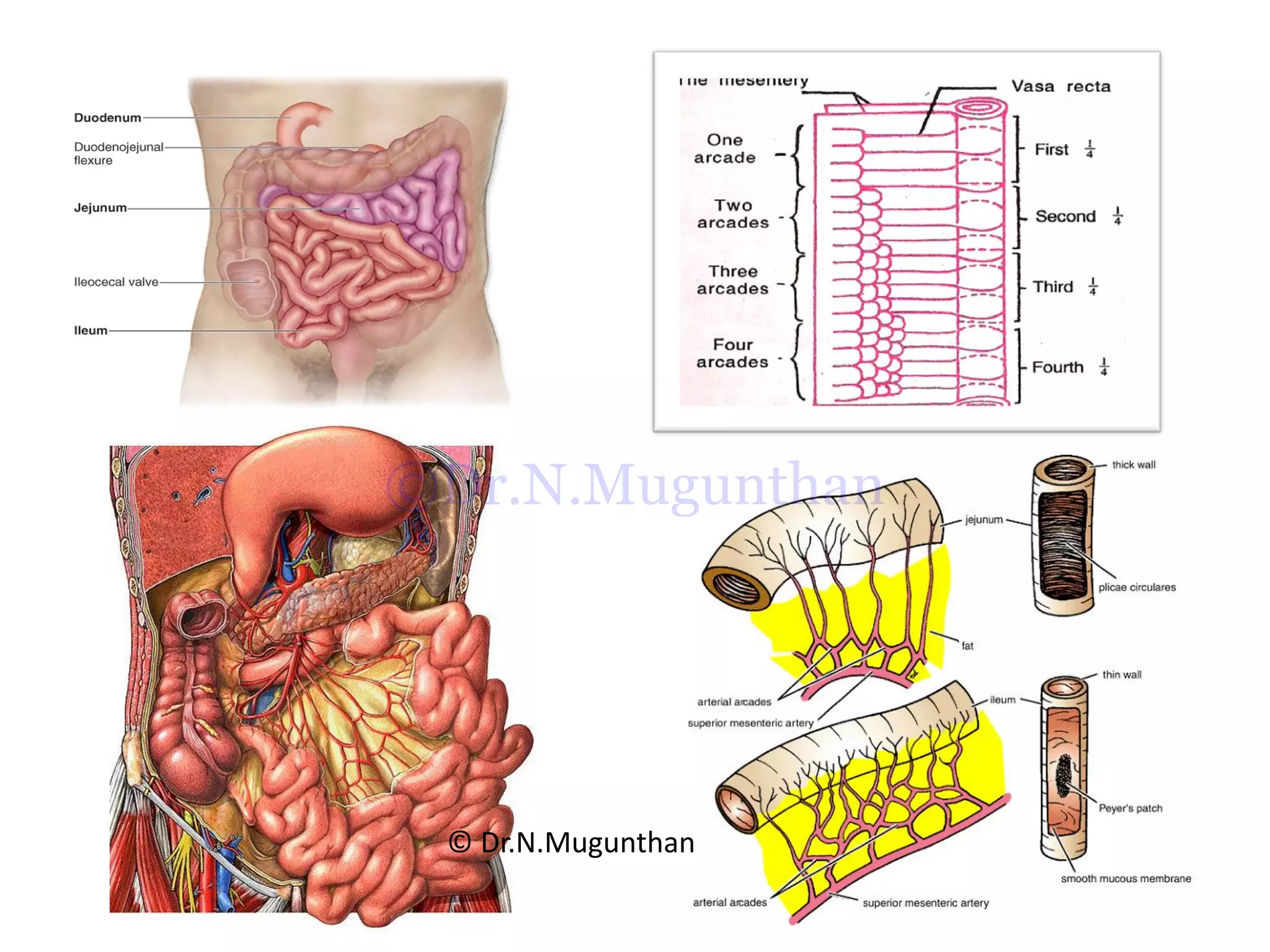 © Dr.N.Mugunthan
©Dr.N.Mugunthan
 
