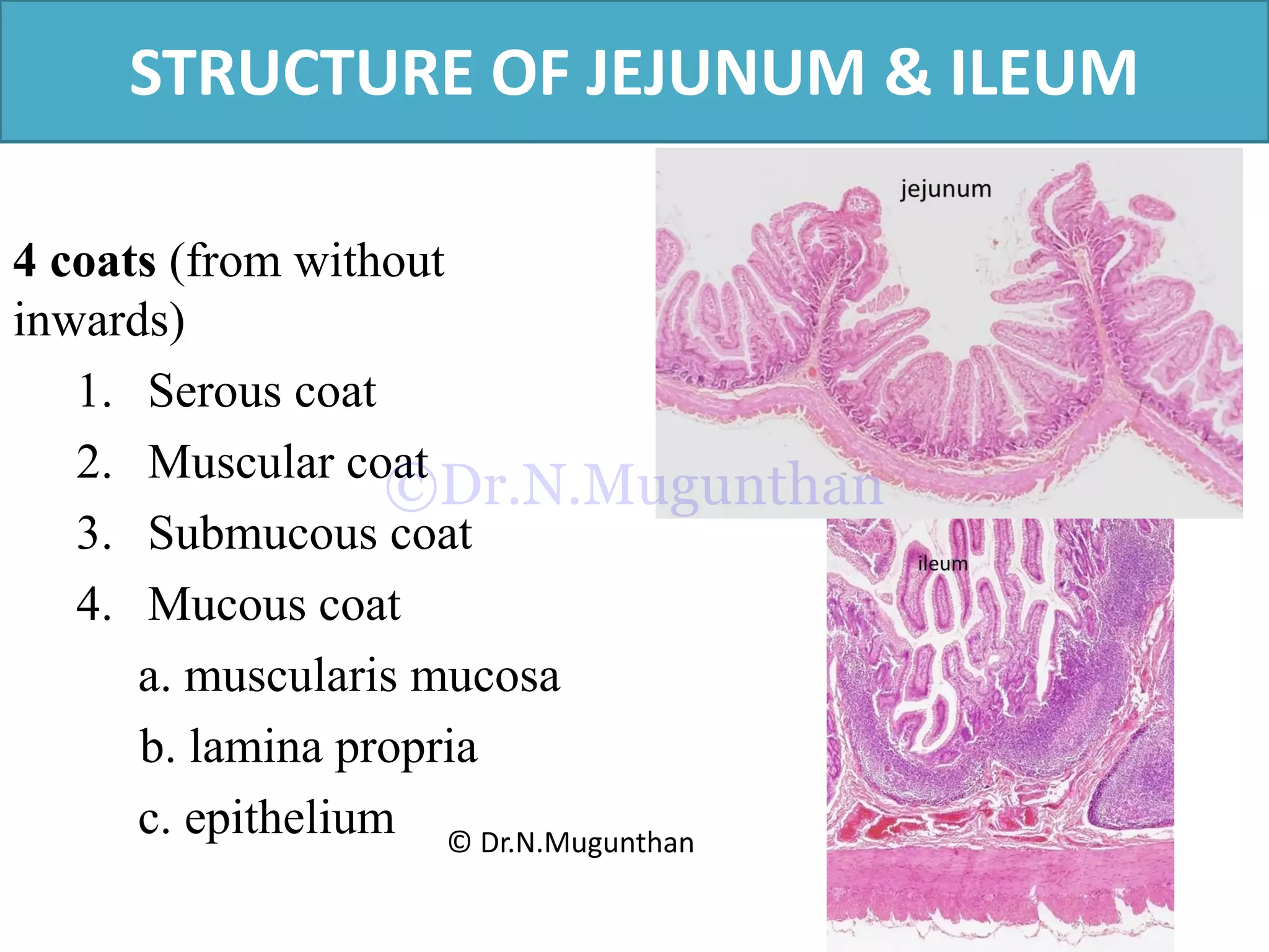 STRUCTURE OF JEJUNUM & ILEUM
4 coats (from without
inwards)
1. Serous coat
2. Muscular coat
3. Submucous coat
4. Mucous coat
a. muscularis mucosa
b. lamina propria
c. epithelium © Dr.N.Mugunthan
©Dr.N.Mugunthan
 