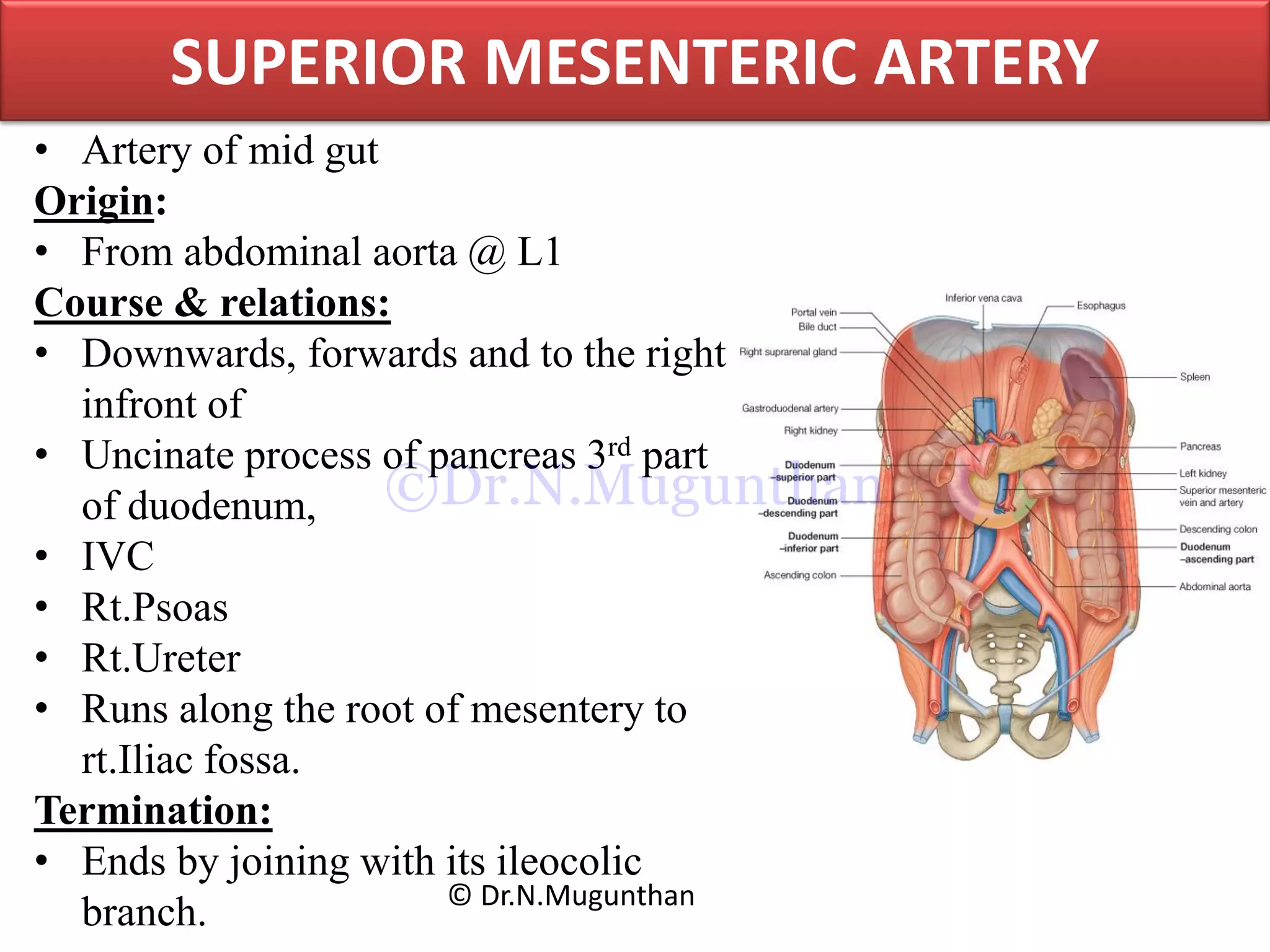 SUPERIOR MESENTERIC ARTERY
• Artery of mid gut
Origin:
• From abdominal aorta @ L1
Course & relations:
• Downwards, forwards and to the right
infront of
• Uncinate process of pancreas 3rd part
of duodenum,
• IVC
• Rt.Psoas
• Rt.Ureter
• Runs along the root of mesentery to
rt.Iliac fossa.
Termination:
• Ends by joining with its ileocolic
branch. © Dr.N.Mugunthan
©Dr.N.Mugunthan
 
