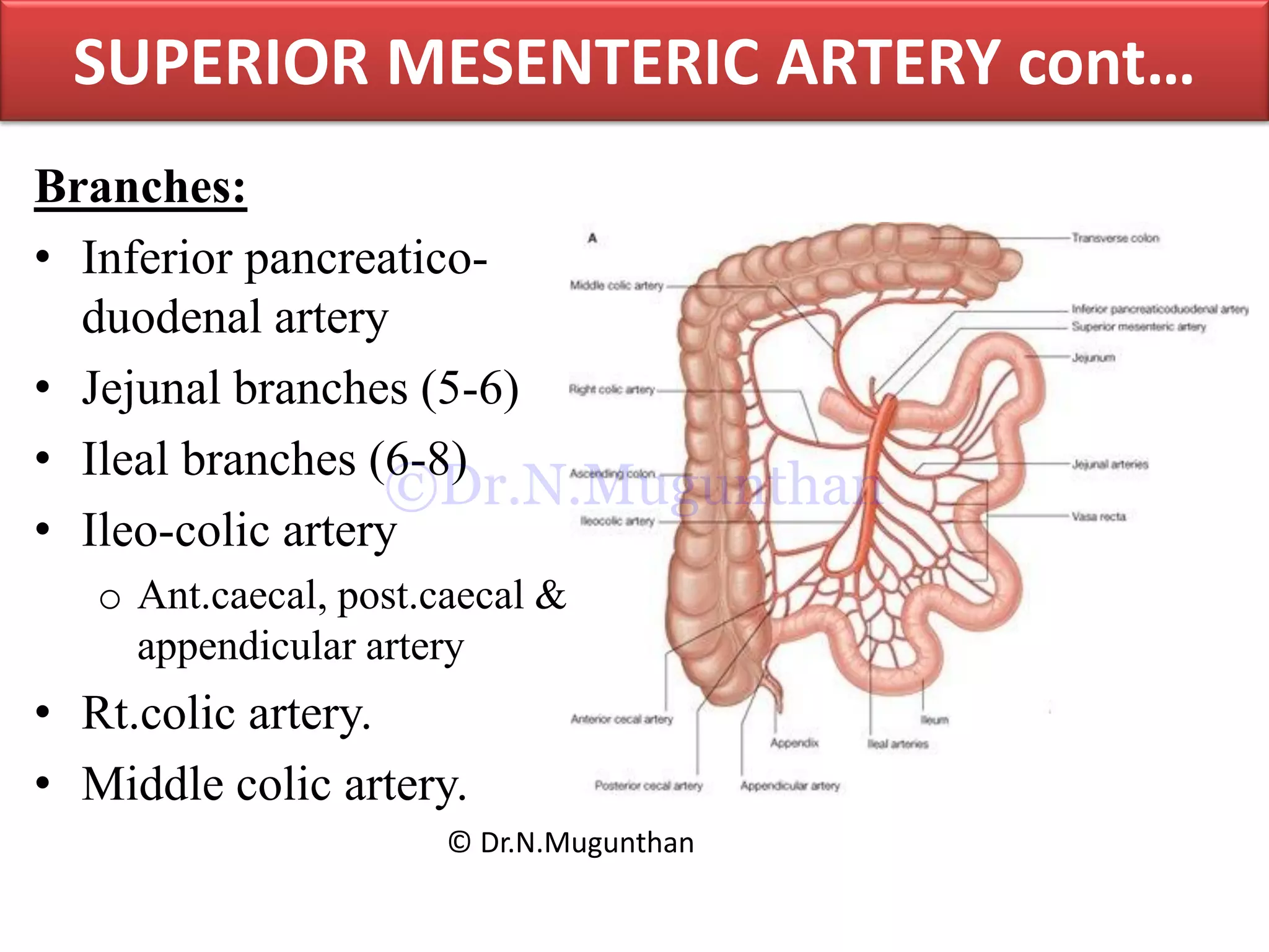 Branches:
• Inferior pancreatico-
duodenal artery
• Jejunal branches (5-6)
• Ileal branches (6-8)
• Ileo-colic artery
o Ant.caecal, post.caecal &
appendicular artery
• Rt.colic artery.
• Middle colic artery.
SUPERIOR MESENTERIC ARTERY cont…
© Dr.N.Mugunthan
©Dr.N.Mugunthan
 