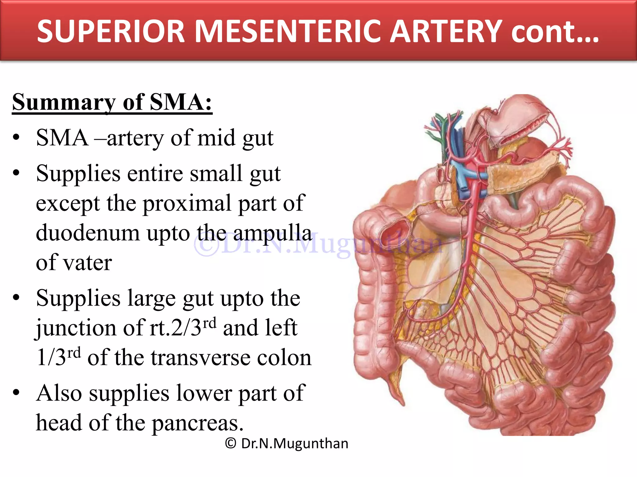 Summary of SMA:
• SMA –artery of mid gut
• Supplies entire small gut
except the proximal part of
duodenum upto the ampulla
of vater
• Supplies large gut upto the
junction of rt.2/3rd and left
1/3rd of the transverse colon
• Also supplies lower part of
head of the pancreas.
SUPERIOR MESENTERIC ARTERY cont…
© Dr.N.Mugunthan
©Dr.N.Mugunthan
 