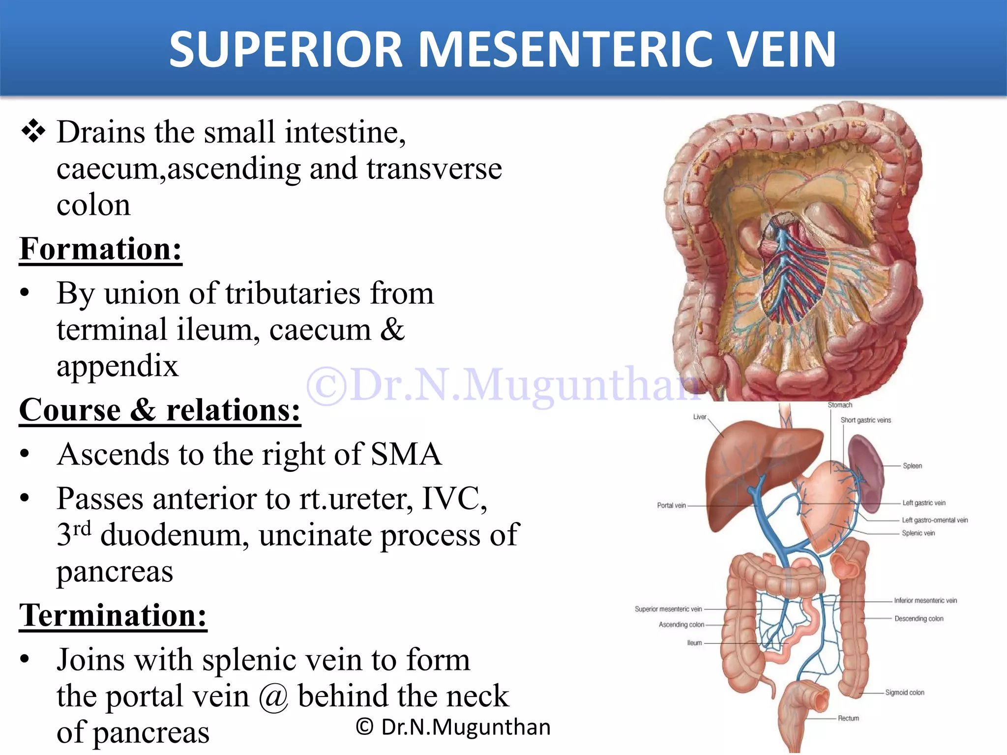 SUPERIOR MESENTERIC VEIN
 Drains the small intestine,
caecum,ascending and transverse
colon
Formation:
• By union of tributaries from
terminal ileum, caecum &
appendix
Course & relations:
• Ascends to the right of SMA
• Passes anterior to rt.ureter, IVC,
3rd duodenum, uncinate process of
pancreas
Termination:
• Joins with splenic vein to form
the portal vein @ behind the neck
of pancreas © Dr.N.Mugunthan
©Dr.N.Mugunthan
 