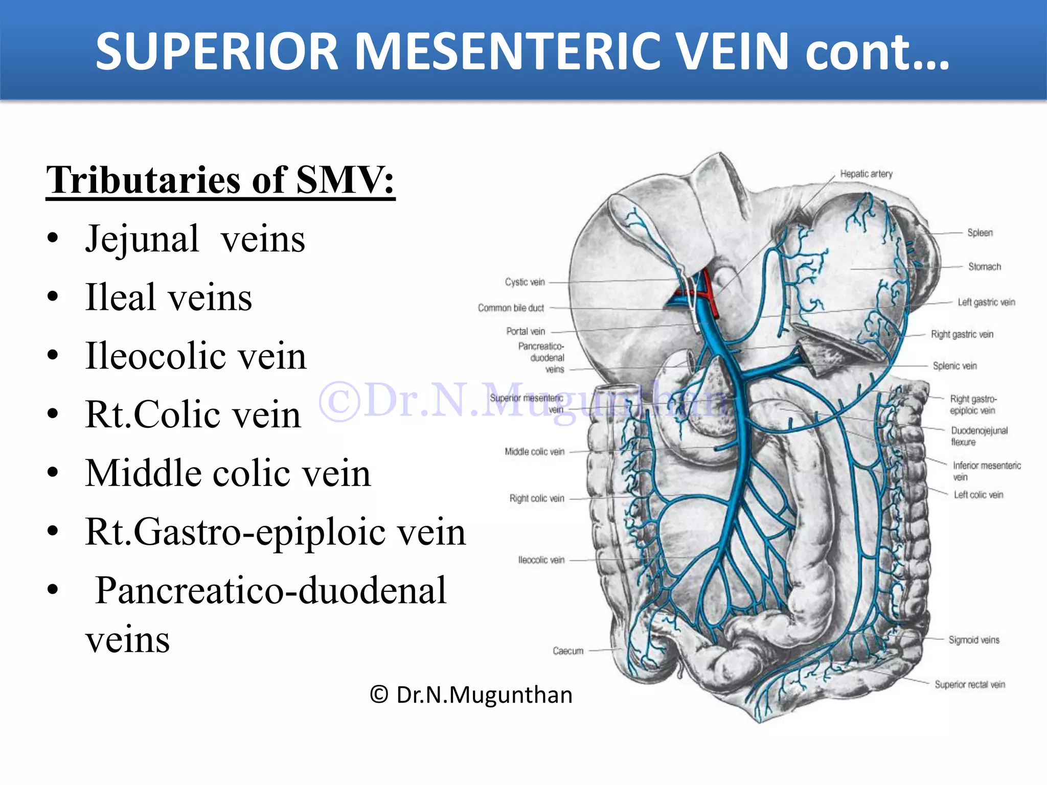 Tributaries of SMV:
• Jejunal veins
• Ileal veins
• Ileocolic vein
• Rt.Colic vein
• Middle colic vein
• Rt.Gastro-epiploic vein
• Pancreatico-duodenal
veins
SUPERIOR MESENTERIC VEIN cont…
© Dr.N.Mugunthan
©Dr.N.Mugunthan
 